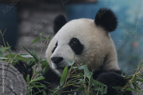 Fototapeta Naklejka Na Ścianę i Meble -  Playful Giant Panda name Dian Dian, Beijing, China