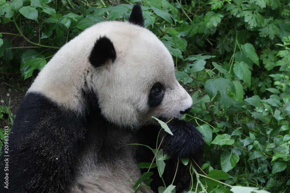 Fototapeta premium Giant Panda in Beijing Zoo, China