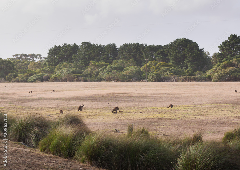 wild kangaroos in Australia