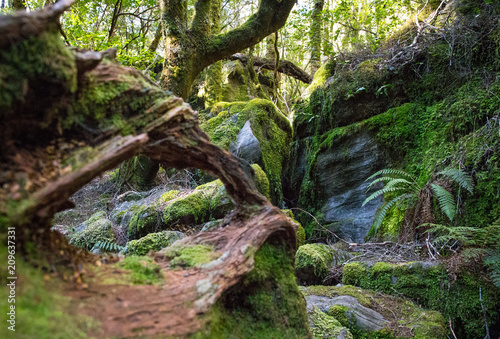 Dappled sunlight over mossy branches in a forest with fallen logs 