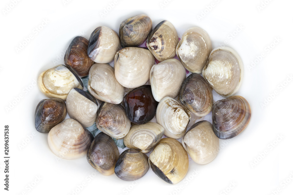 Image of Fresh enamel venus shell (Meretrix lyrata) isolated on white background,. Meretrix shell is a genus of edible saltwater clams,. Food.