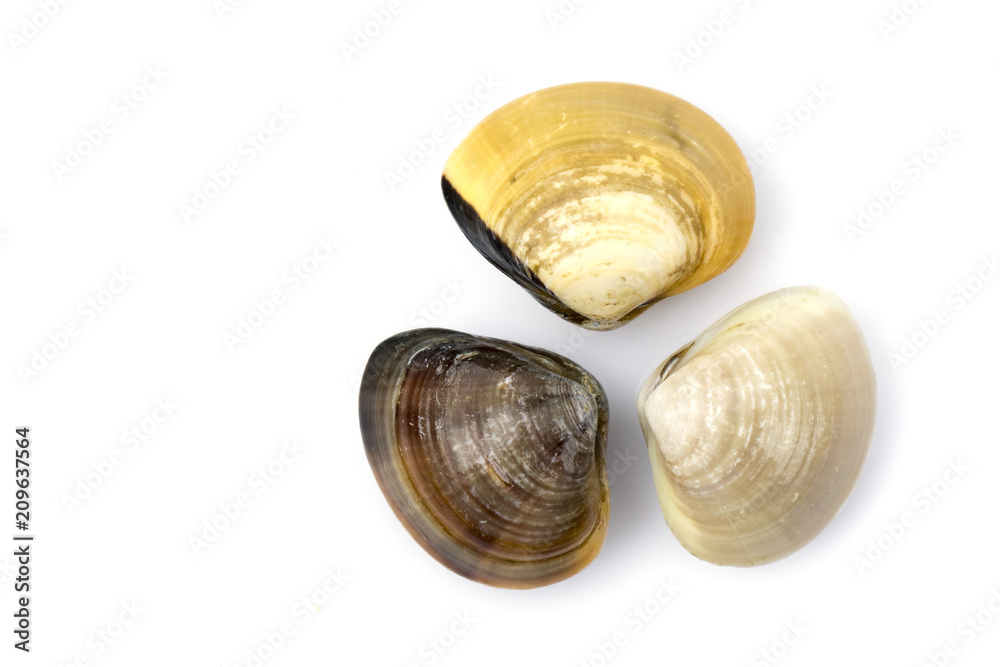 Image of Fresh enamel venus shell (Meretrix lyrata) isolated on white background,. Meretrix shell is a genus of edible saltwater clams,. Food. Image of Fresh enamel venus shell (Meretrix lyrata) isolated on white background,. Meretrix shell is a genus of edible saltwater clams,. Food.