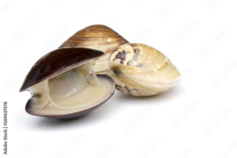 Naklejka premium Image of Fresh enamel venus shell (Meretrix lyrata) isolated on white background,. Meretrix shell is a genus of edible saltwater clams,. Food.