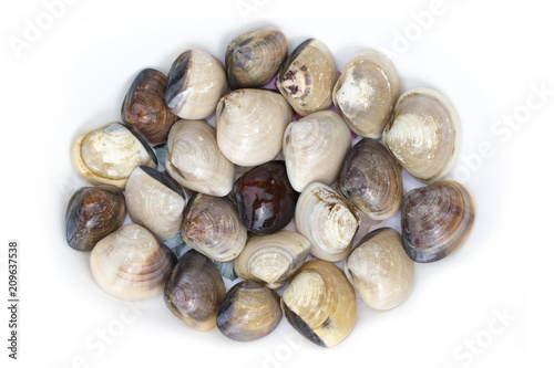 Image of Fresh enamel venus shell (Meretrix lyrata) isolated on white background,. Meretrix shell is a genus of edible saltwater clams,. Food.