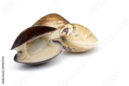Image of Fresh enamel venus shell (Meretrix lyrata) isolated on white background,. Meretrix shell is a genus of edible saltwater clams,. Food. photo