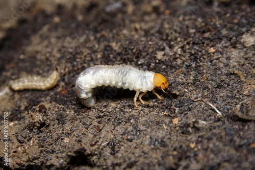 Curl Grub larvae of the cockchafer beetle