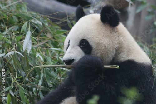 Giant Panda in Beijing Zoo  China