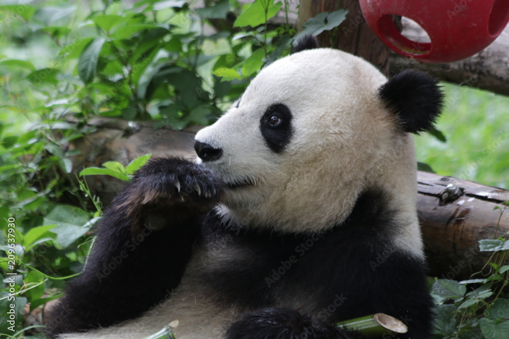Obraz premium Giant Panda in Beijing Zoo, China