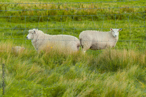 Curious sheep. Flock of sheep in a farmland in Queenstown, New Zealand. photo