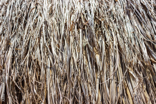 Part of the roof from dry palm leaves. A large background background is long, dry, brown, gray palm leaves.