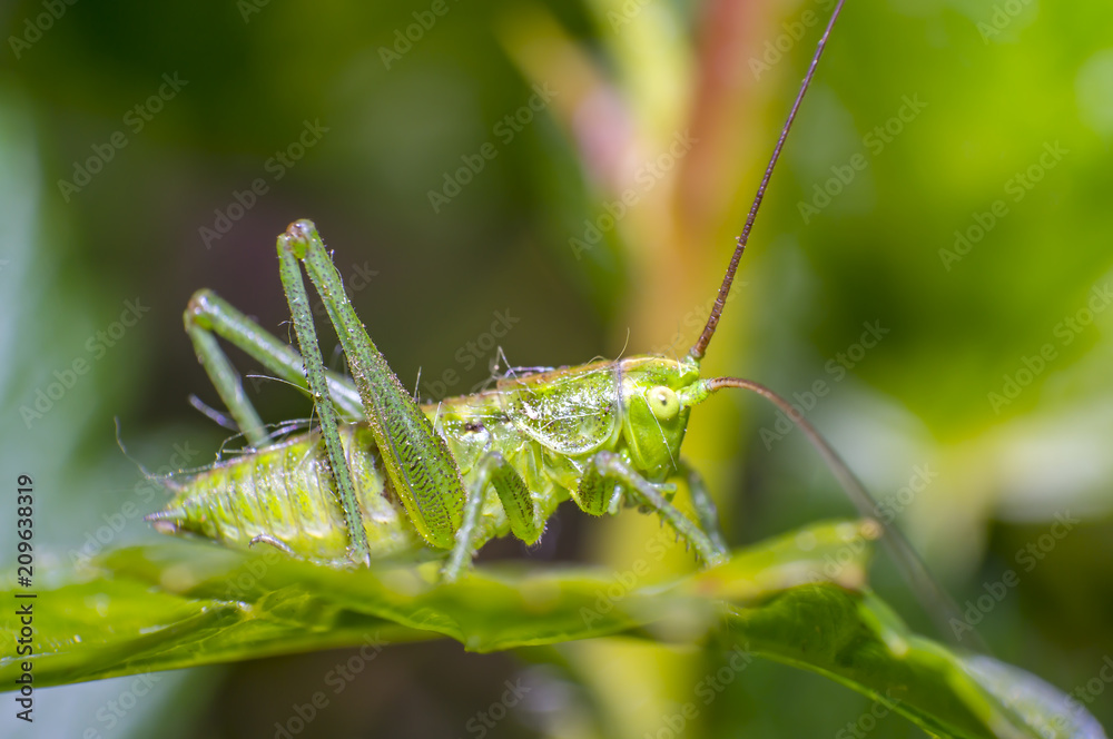 grasshopper at green goosberry bush in my season garden grasshopper at green goosberry bush in my season garden