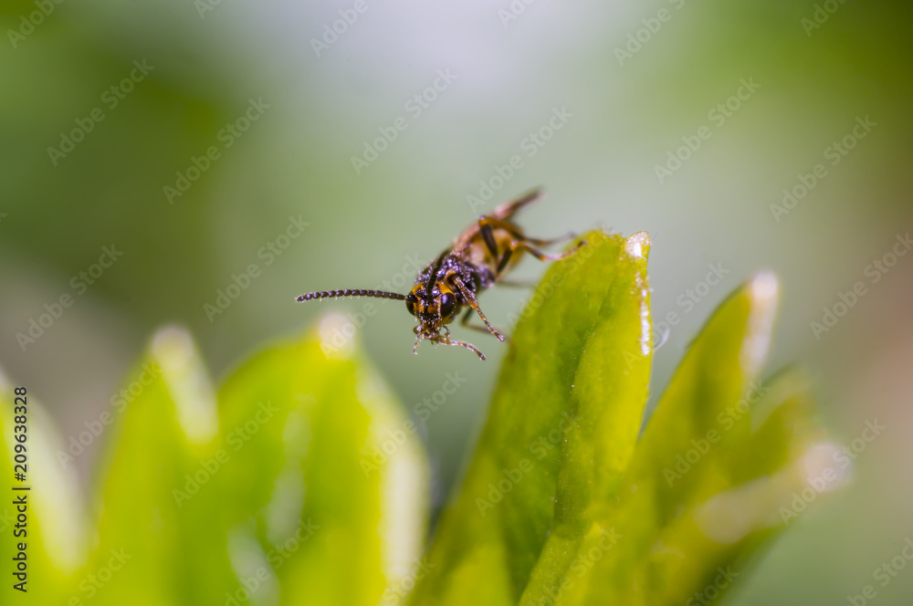 small fly at my season gooseberry busch small fly at my season gooseberry busch