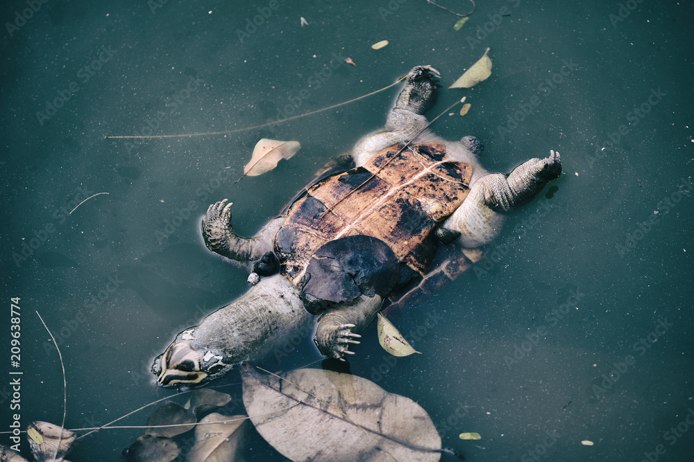Pollution problem, Dead turtle in toxic water, Contaminated environmental.