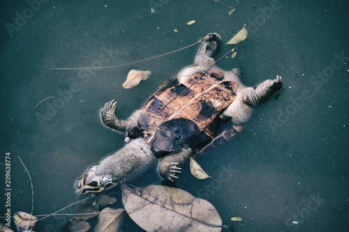 Obraz na płótnie Pollution problem, Dead turtle in toxic water, Contaminated environmental. w salonie