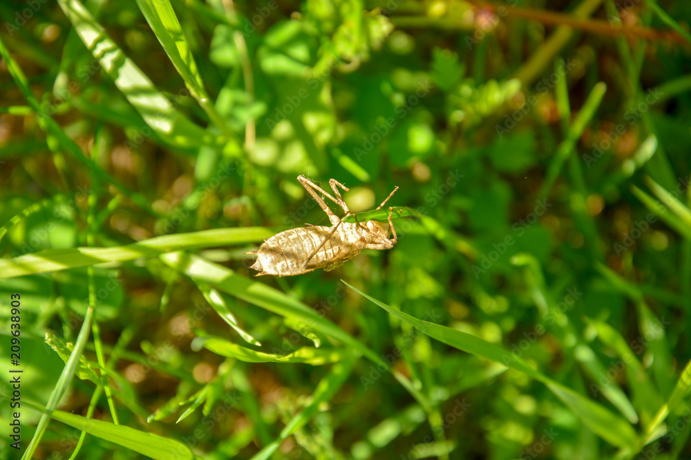 Dead insect skeleton dangling on green grass Dead insect skeleton dangling on green grass