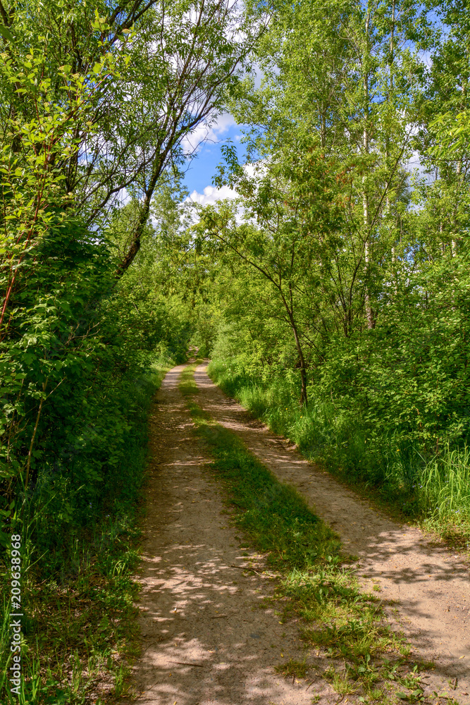 Road in the forest among the trees, lit by the rays of the sun