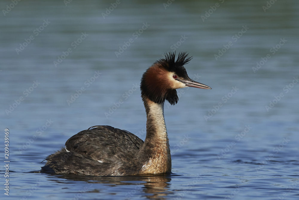 Great crested grebe (Podiceps cristatus) Great crested grebe (Podiceps cristatus)