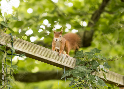 squirrel ist climbing in the garden to the food station of the birds photo