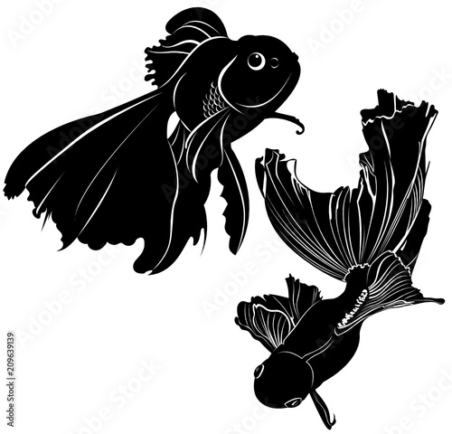 aquarium fish isolated on white background