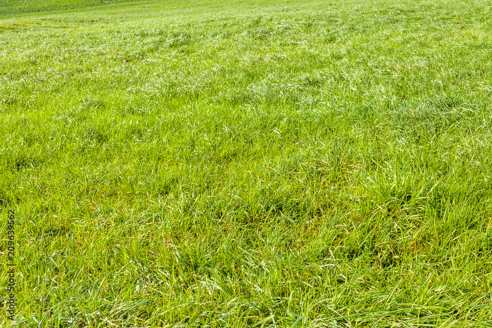 verte campagne, herbes de pâturages 