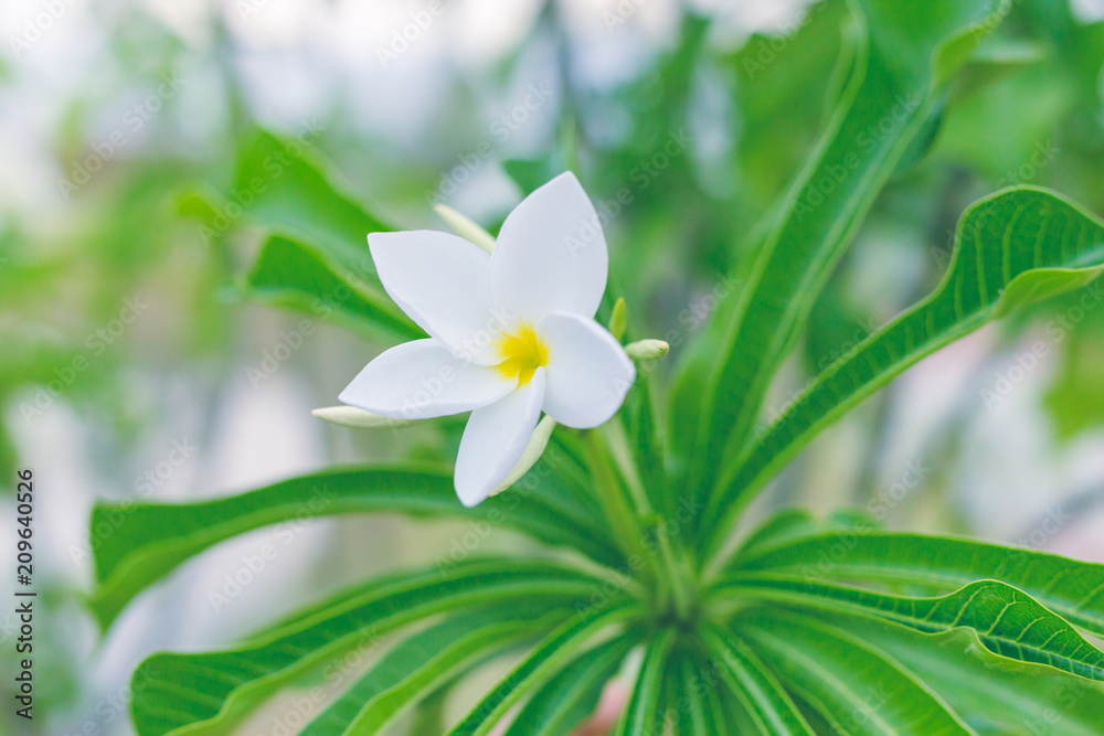Fototapeta premium Plumeria Flowers in Thailand. soft focus.