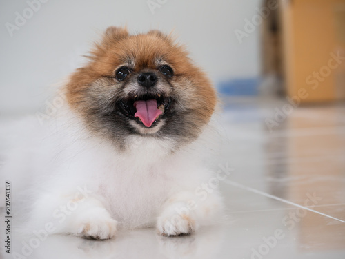 Dogs sleep comfortably in the open house.