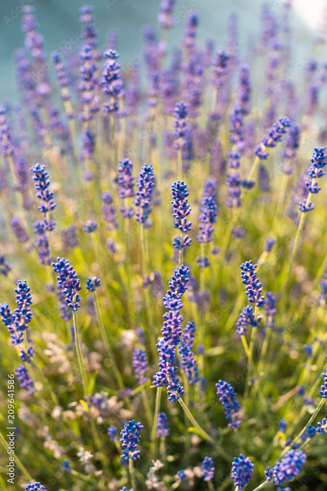 Naklejka premium Lavande en gros plan au printemps