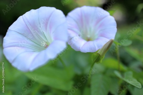 bindweed in Japan