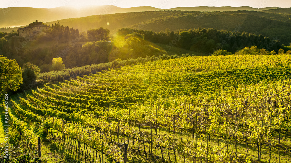 Autumn vineyard during sunset in Tuscany