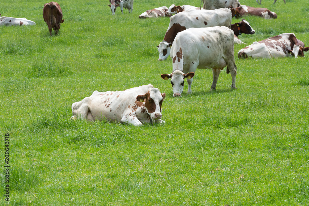 Kühe auf einer Weide an einem Bauernhof
