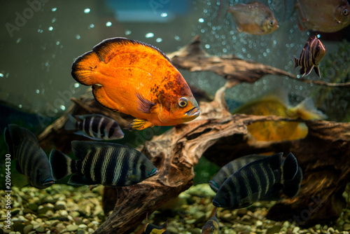 Aquarium fish Cichlasoma synspilum, Astronotus, piranha, Tilapia buttikoferi, Cyphotilapia frontosa. photo