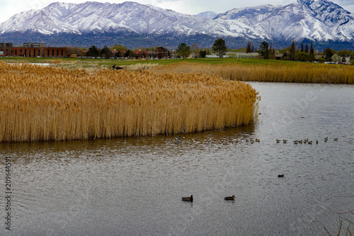 Ducks and water fowl swim along the reeds on Decker Lake with the beautiful Wasatch and Oquirrh snow-capped mountains in the background located at Decker Lake Park, Salt Lake City, Utah   photo