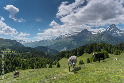 idyllic mountain landscape in the summertime with cows and snow-capped mountains in the background photo