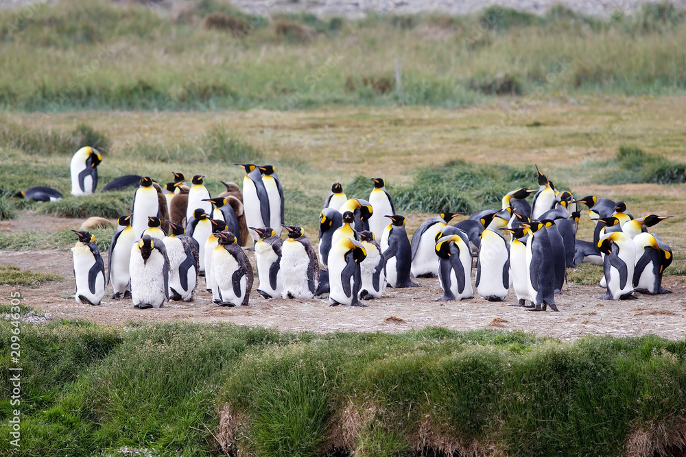 Fototapeta premium King Penguin colony at Inutil Bay in Tierra del Fuego, Chile