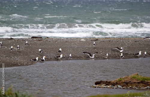 Seagulls at Inutil Bay in Tierra del Fuego, Chile