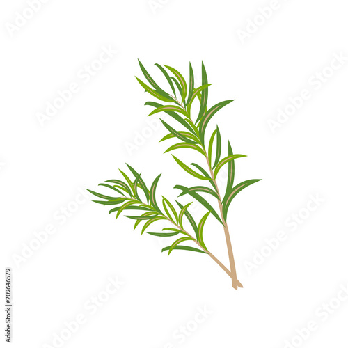Rosemary branch illustration