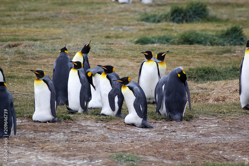 King Penguin colony at Inutil Bay in Tierra del Fuego, Chile