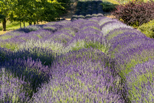 Fototapeta Naklejka Na Ścianę i Meble -   A Garden full of lavender  in Ostrów 40 km from Krakow. The smell and color of lavender allows visitors to feel like in Provence