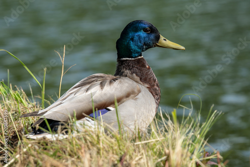 Closeup of a colorful male Mallard duck by the water