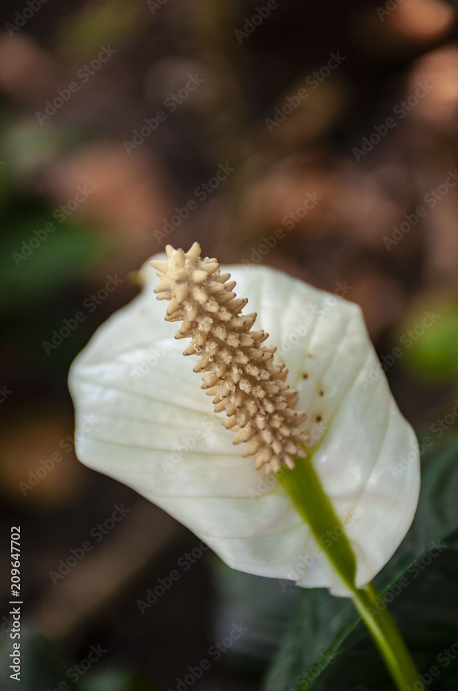 Japanese Peace Lily Japanese Peace Lily