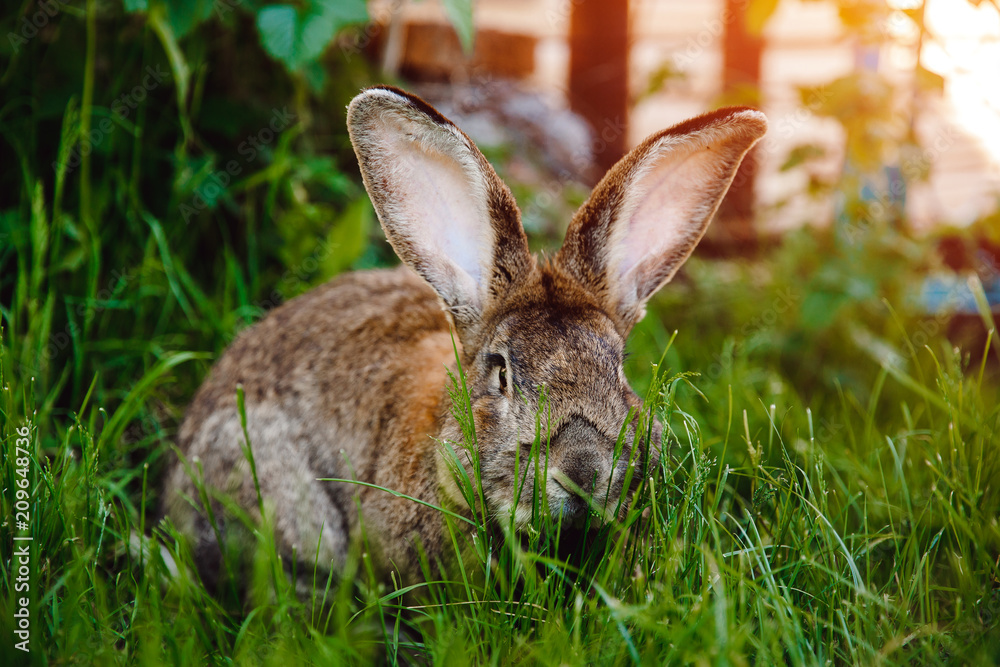 Obraz premium Brownish rabbit hare giant backdrop of garden. Concept farm for breeding animals.