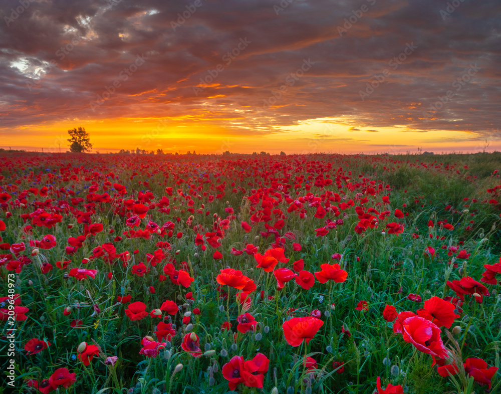 beautiful, romantic sunset over a poppy meadow beautiful, romantic sunset over a poppy meadow