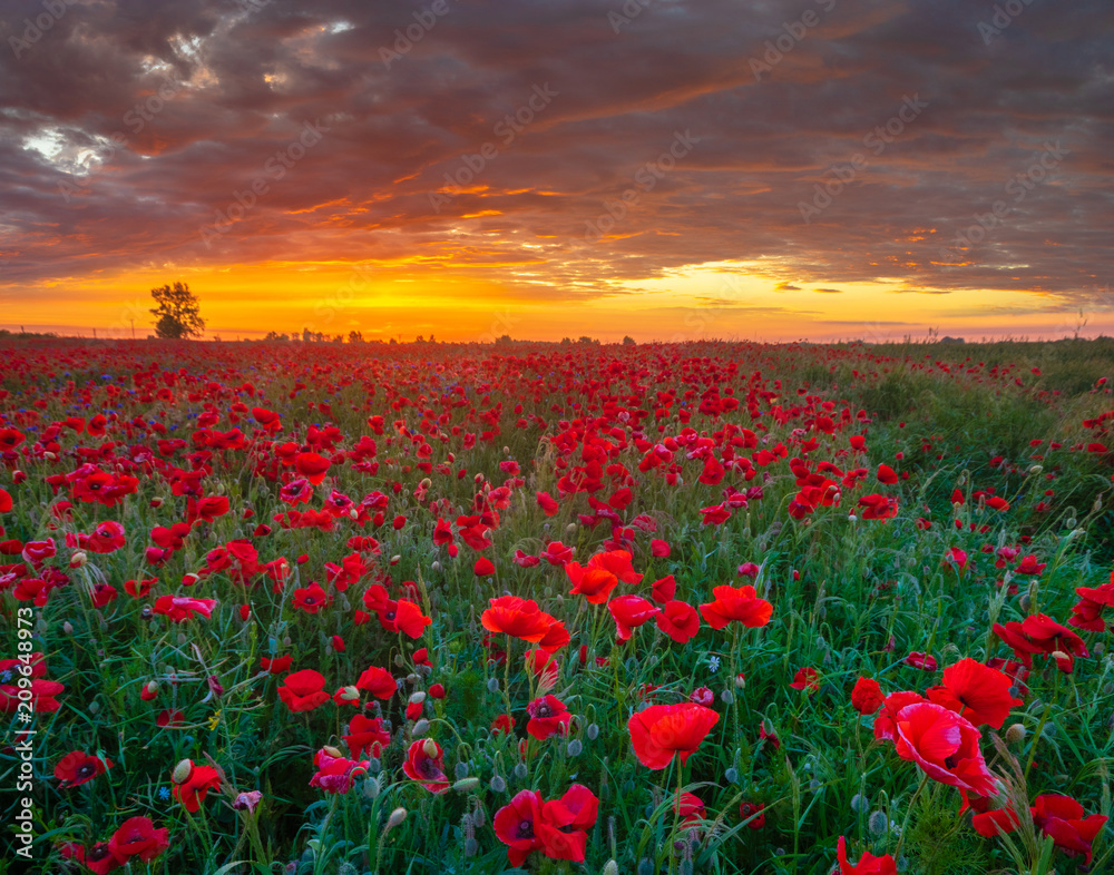 beautiful, romantic sunset over a poppy meadow