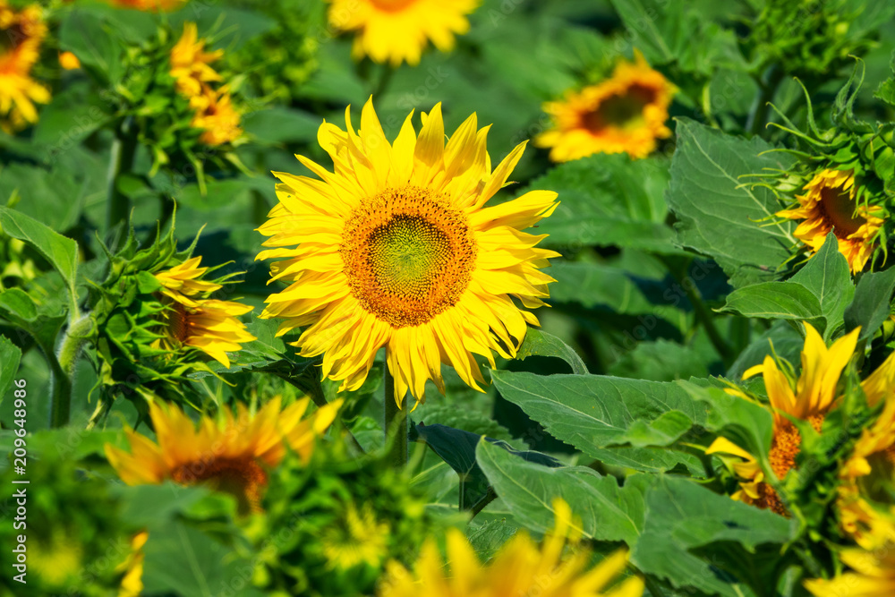 Sonnenblume im Feld Sonnenblume im Feld