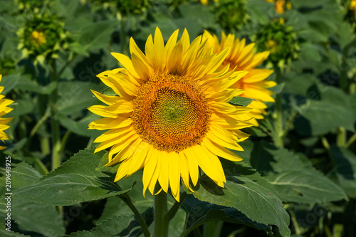 Sonnenblume im Feld