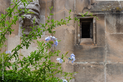 lilac and green colored flowers on ancient church facade photo