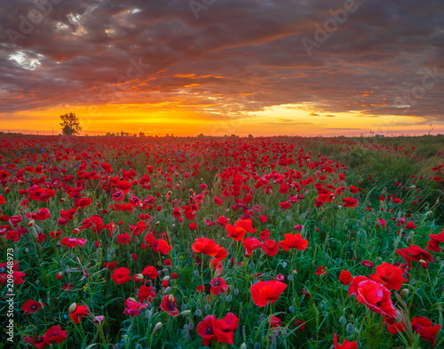 beautiful  romantic sunset over a poppy meadow
