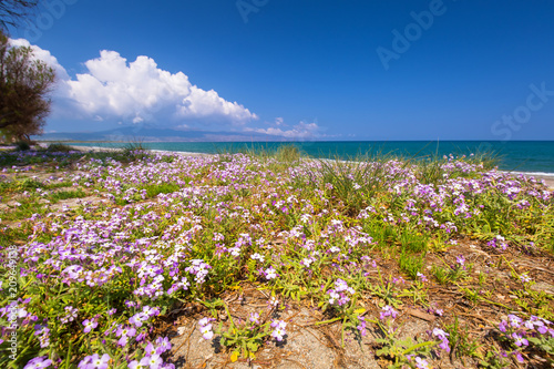 Blossom flowers at Maleme beach on Crete, Greece photo