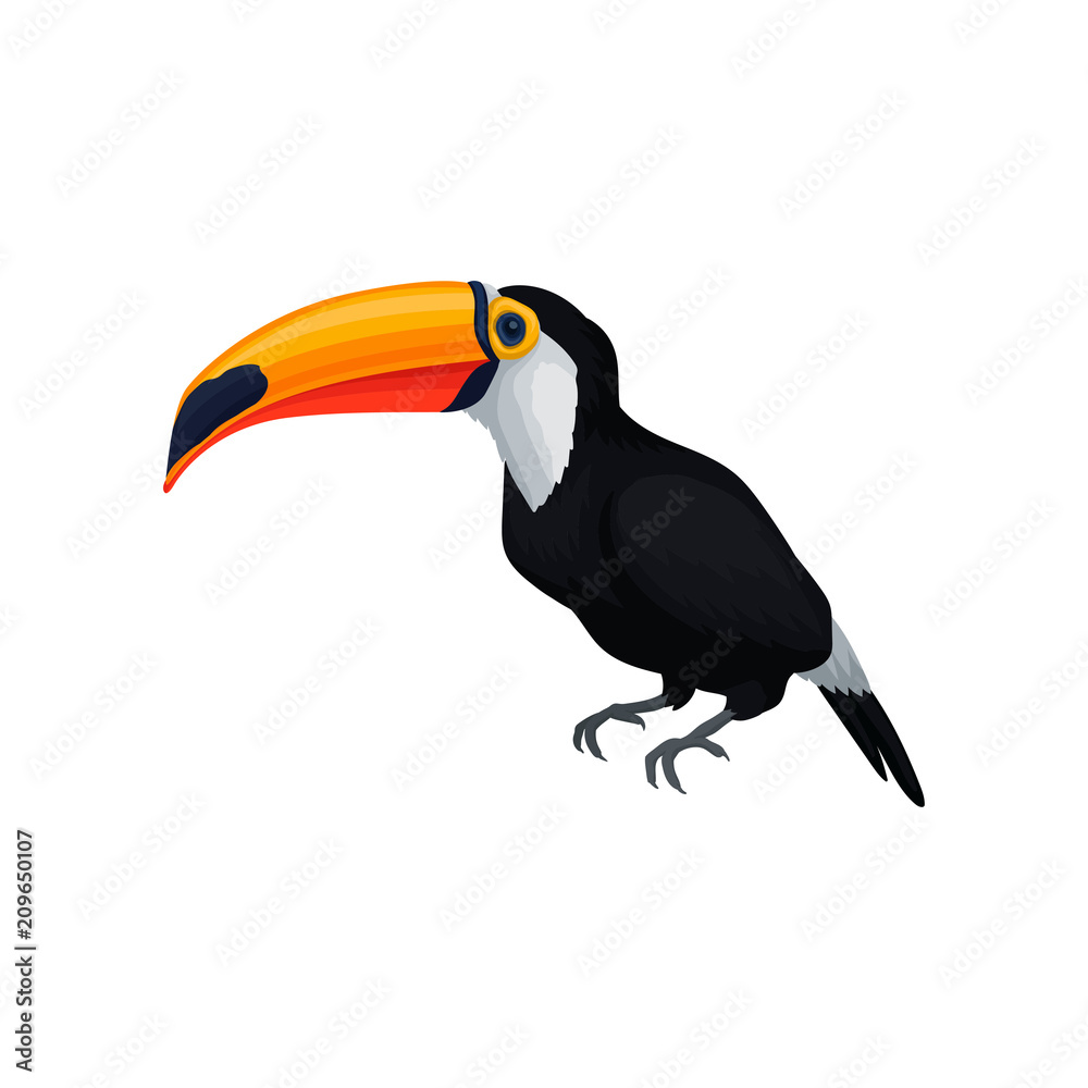 Fototapeta premium Detailed vector icon of toucan. Exotic bird with orange beak and black feathers. Design for encyclopedia, poster of zoo store or travel agency