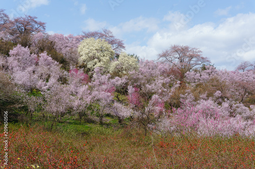 花見山公園 hanamiyama park